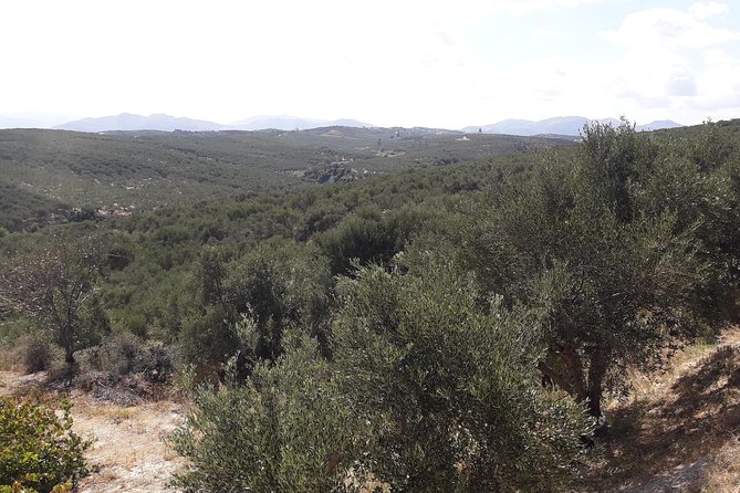 Wine, Beer, Olive Oil Tasting Private Tour (price per group of 6) - Price and value: what your $520.57 per group really covers