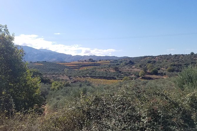Wine, Olive Oil, and Honey Tour with Winemaker - Entering a Family-Owned Olive Oil Mill in Crete