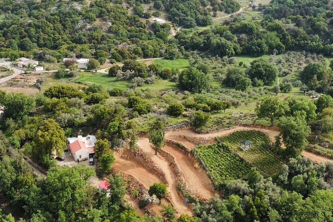 Wine, Olive Oil, and Honey Tour with Winemaker - Honey, Bees, and the Kind of Small-Scale Farming You Can Taste
