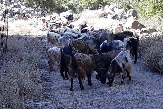 Wine & Olive Oil Tour with Lunch at Milia Mountain Retreat - Price and value: is $181.48 fair for wine, oil, and lunch?