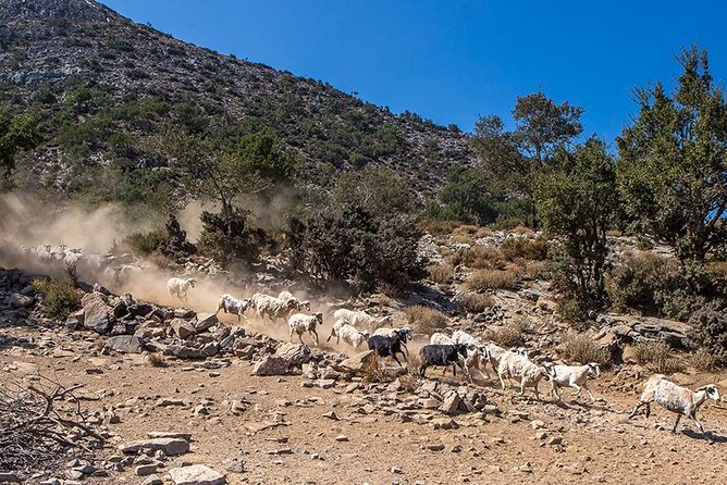 Wine & Olive Oil Tour with lunch at the White Mountains - Stop 3: Sebronas gorge driving and a look at the wider Chania area