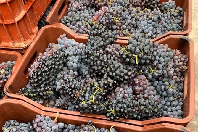 Wine Raki Olive Oil Tasting and Pottery - Private Tour - A 5-hour private taste trail from Heraklion