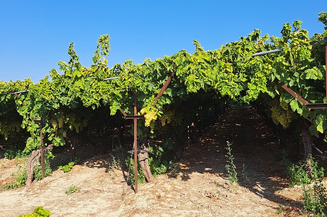 Wine Raki Olive Oil Tasting and Pottery - Private Tour - Stop 4 in Katalagari: village walk and optional taverna lunch