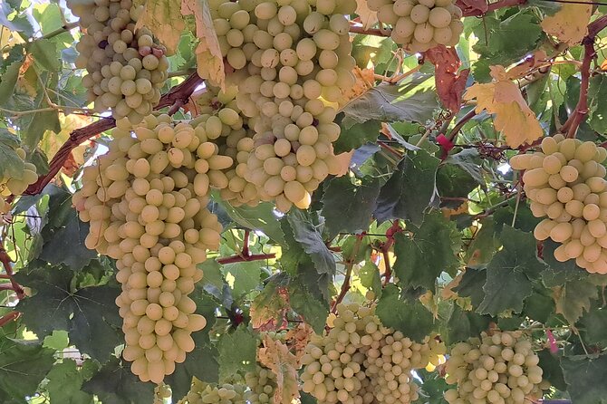 Wine Raki Olive Oil Tasting and Pottery - Private Tour - Price and value: $144.35 per group for a full production day